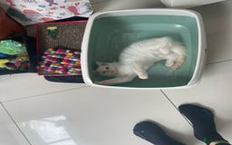 Ragdoll cats for sale:  Beautiful pedigree Ragdoll Kittens  2 boys left! - Image 34