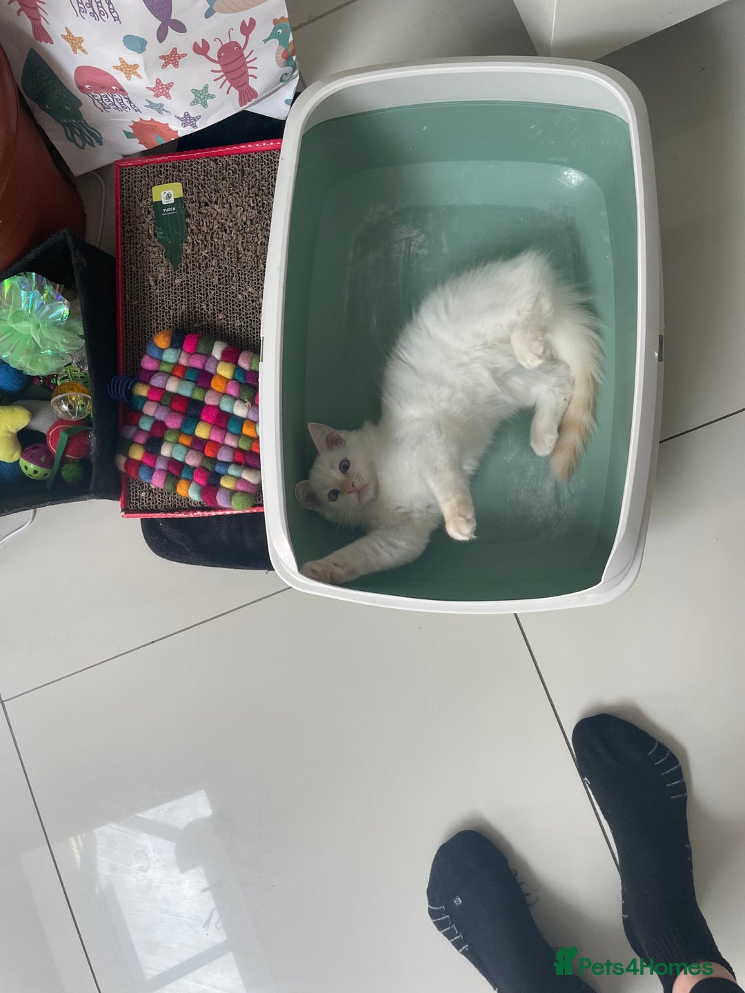 Ragdoll cats for sale:  Beautiful pedigree Ragdoll Kittens  2 boys left! - Image 34