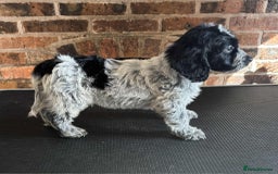 Cockapoo dogs for sale: Beautiful Cockapoo Puppies For Sale - Image 4