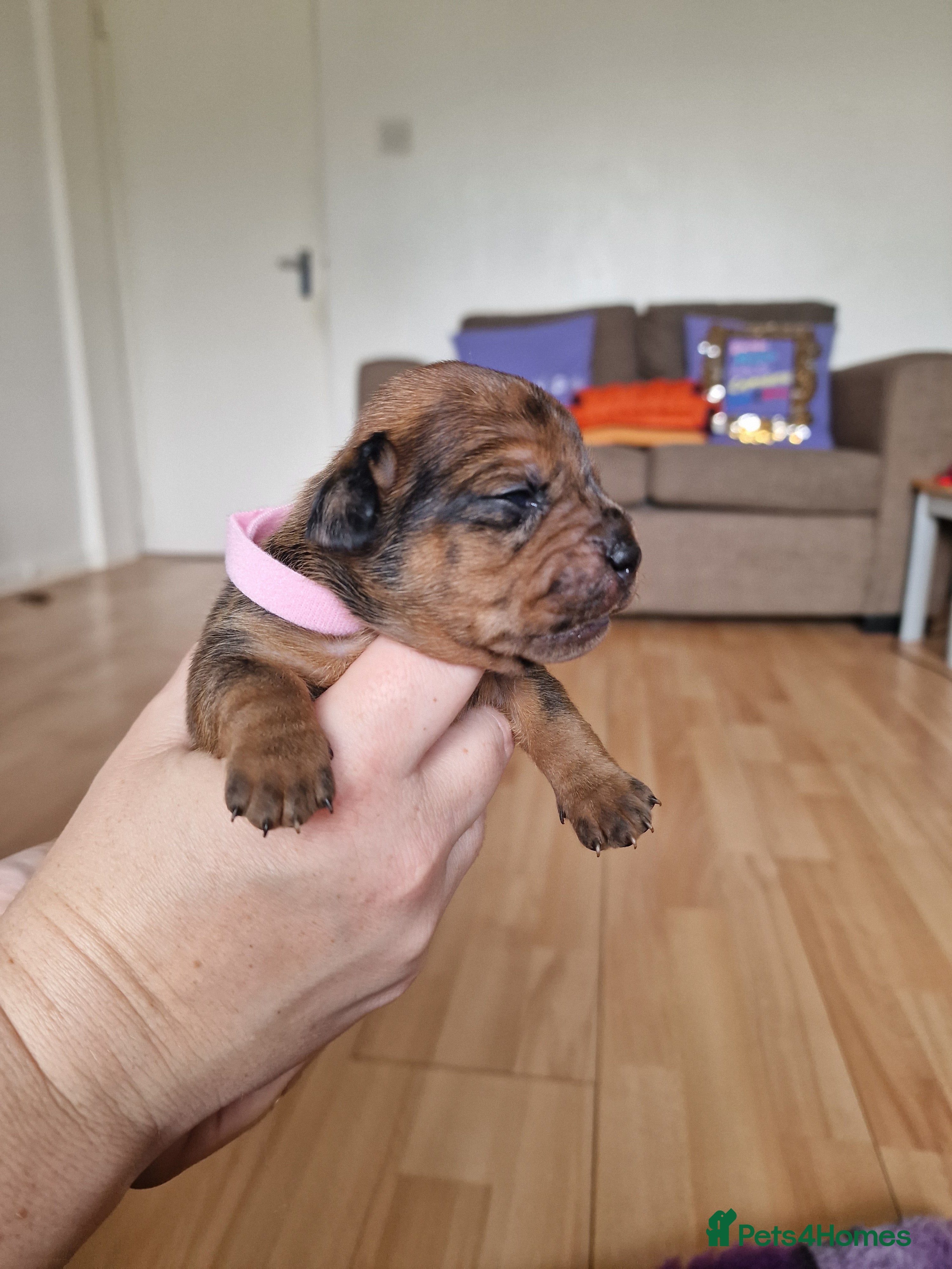 Pink Collar French Wiener 