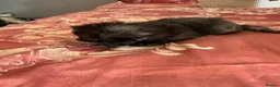 Maine Coon cats for sale: 3 gorgeous Maine coon kittens for sale - Advert 24