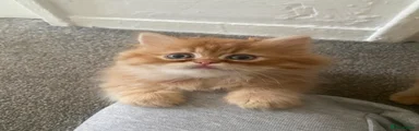 Persian 1