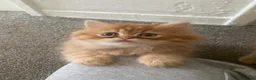 Persian cats for sale: Persian kittens  - Advert 6