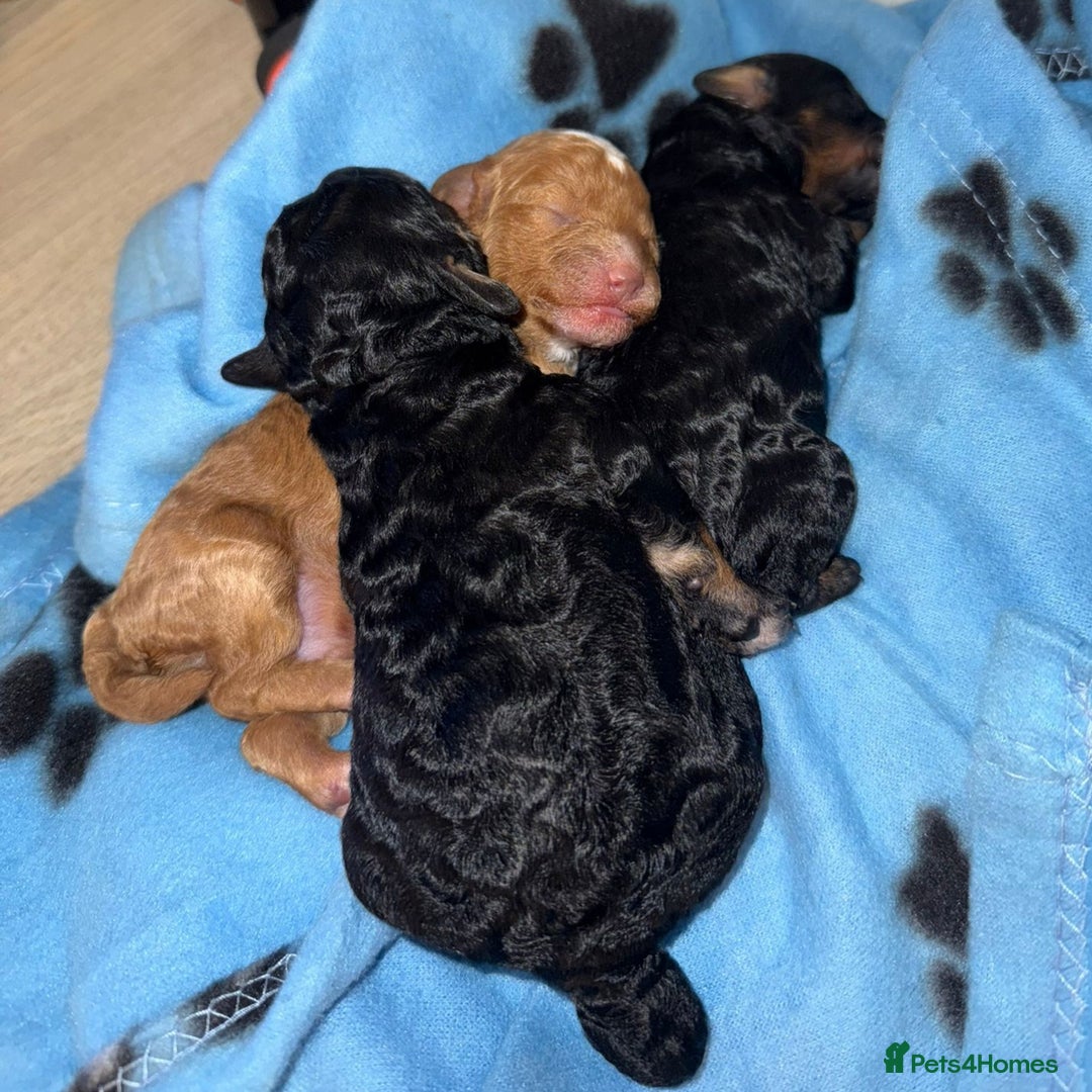 Toy Poodle dogs for sale: Beautiful Red & Phantom Toy Poodle's! KCregistered - Advert 20