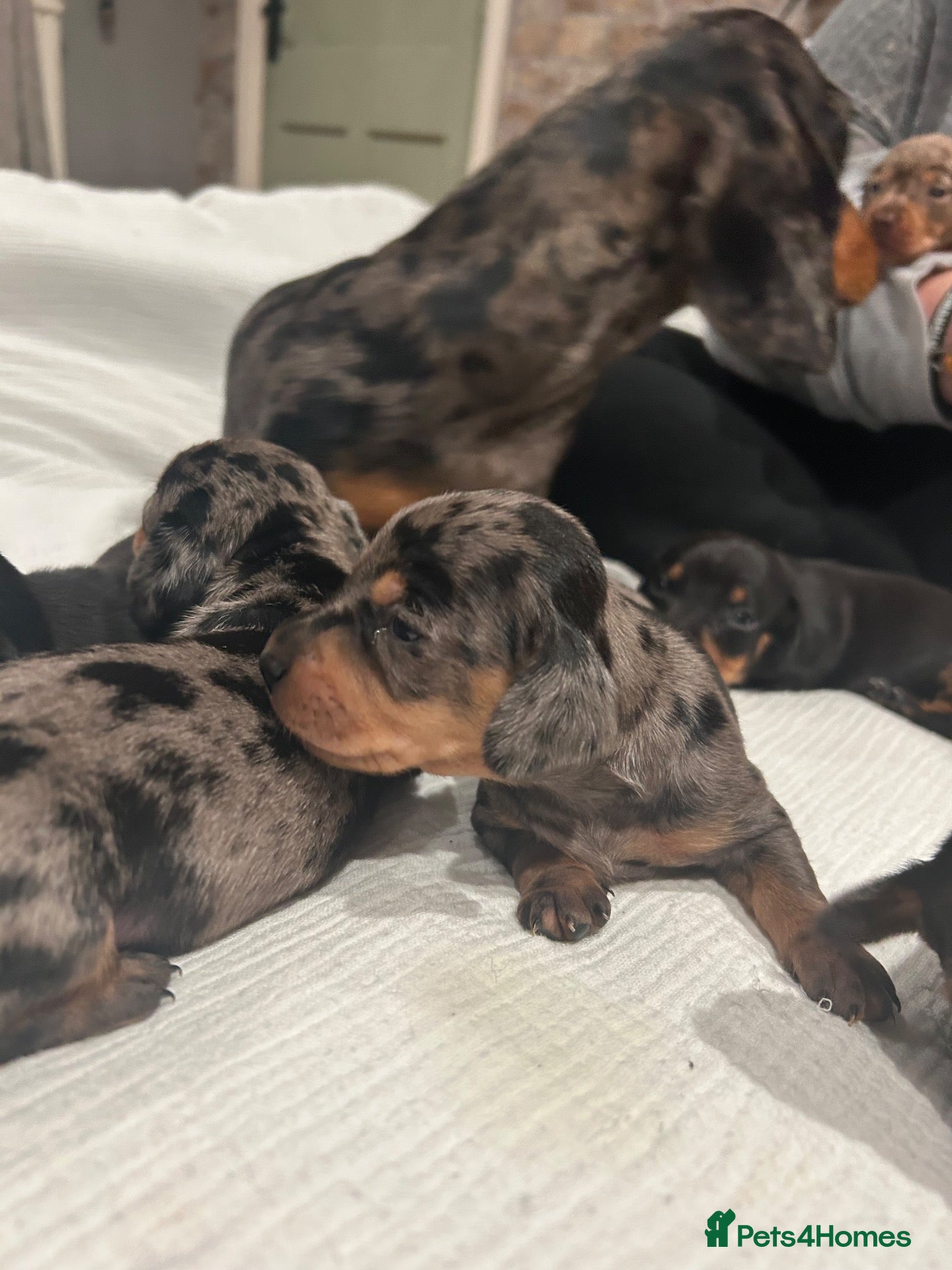 Dachshund dogs for sale: 🐾 8 Gorgeous Dachshund Puppies 🐾 - Advert 6