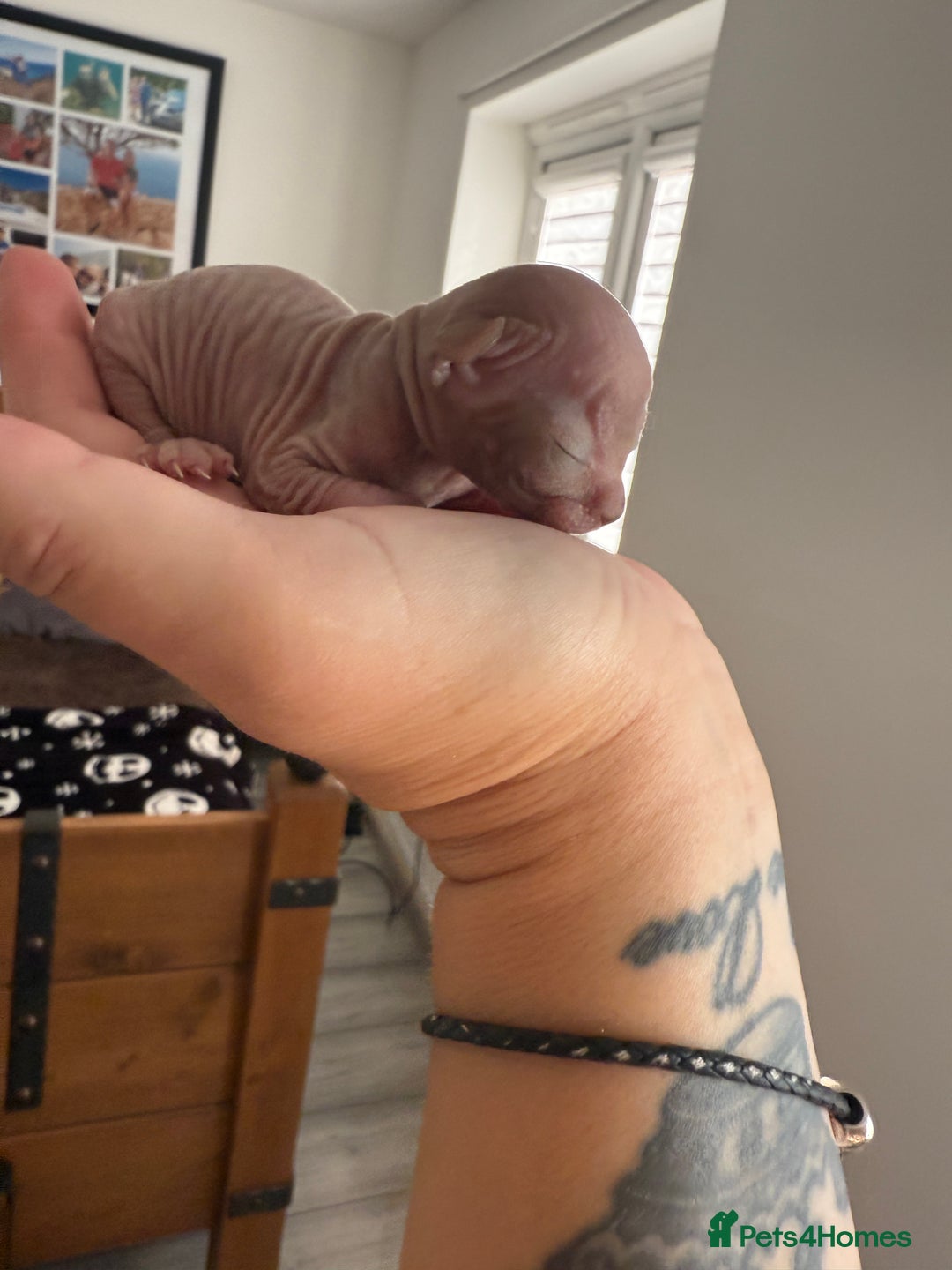 Sphynx cats for sale: Beautiful Tiny Kittens🐾 - Image 3