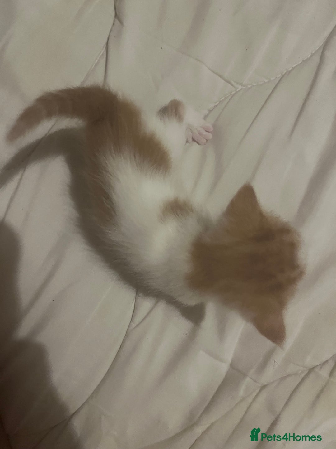 Mixed Breed cats for sale: Ginger tabby cats - Advert 15