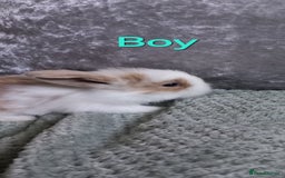Mixed Breed rabbits for sale: Mini Lop mixed babies.  - Image 3