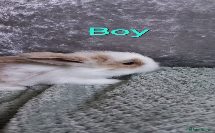 Mixed Breed rabbits - Advert 1