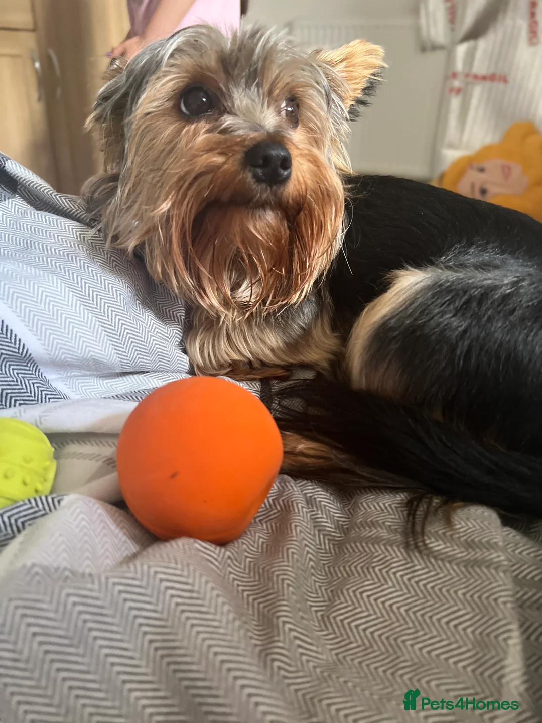 Yorkshire Terrier dogs for stud: CUTEST TINY BOY FOR STUD in Dudley - Advert 5