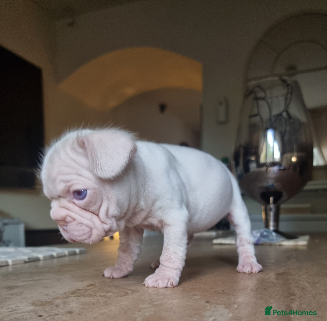 French Bulldog dogs for sale: Beautiful French bulldogs - Image 3