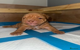 English Bulldog dogs for sale: Beautiful English bulldog puppy  - Image 11