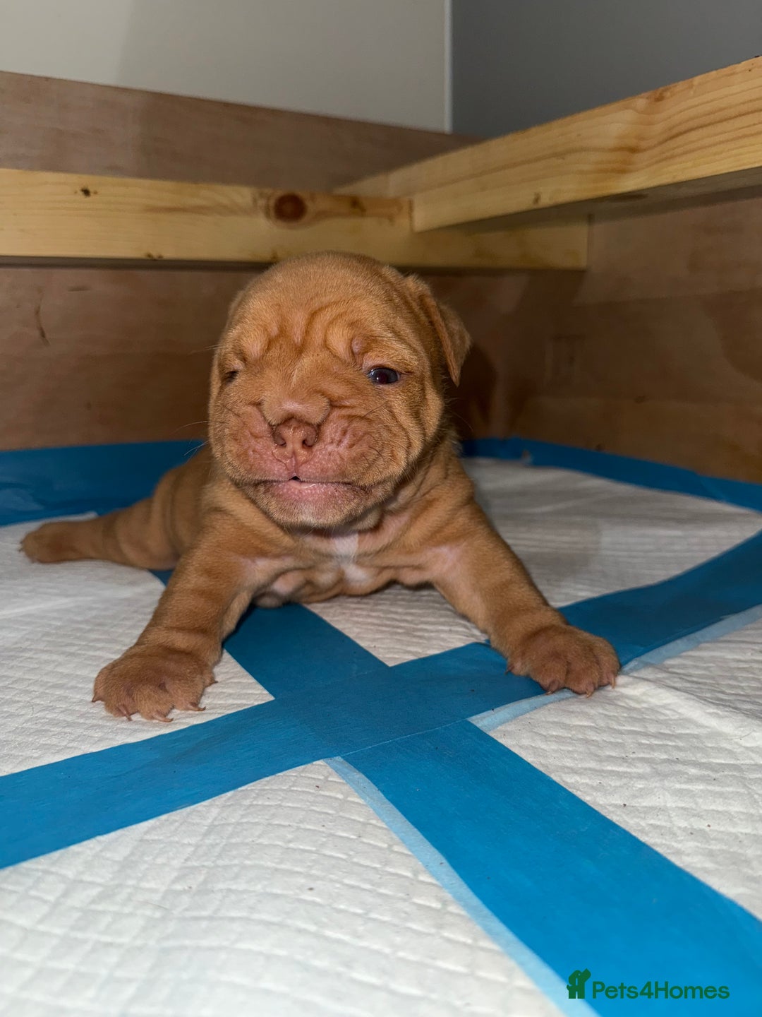 English Bulldog dogs for sale: Beautiful English bulldog puppy  - Image 11