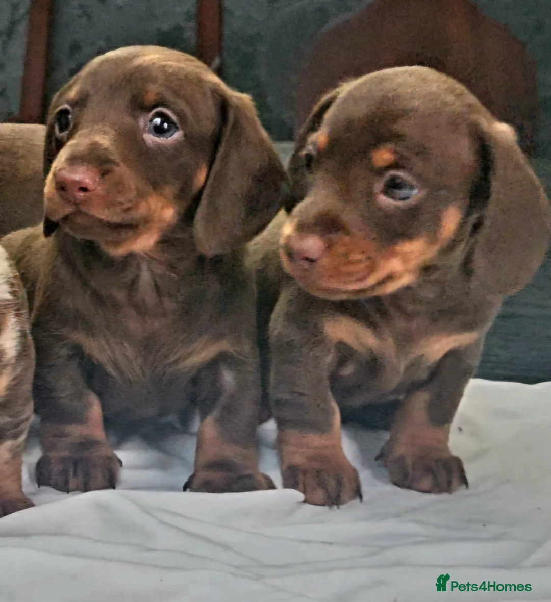 Miniature Dachshund dogs for sale: 5 Georgeous miniature dachsunds - Advert 1