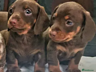 Miniature Dachshund dogs 5 Georgeous miniature dachsunds - Advert 6