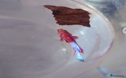 Other/Mixed Breed fish for sale: Fish Stock List - Updated Regularly  - Image 27