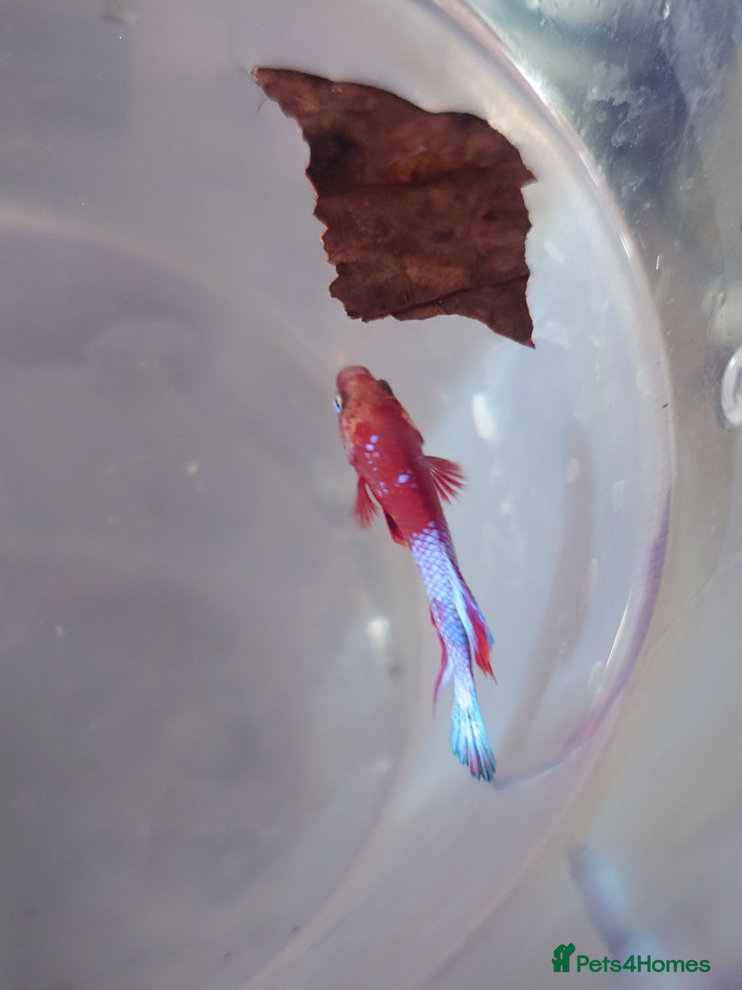 Other/Mixed Breed fish for sale: Fish Stock List - Updated Regularly  - Image 27