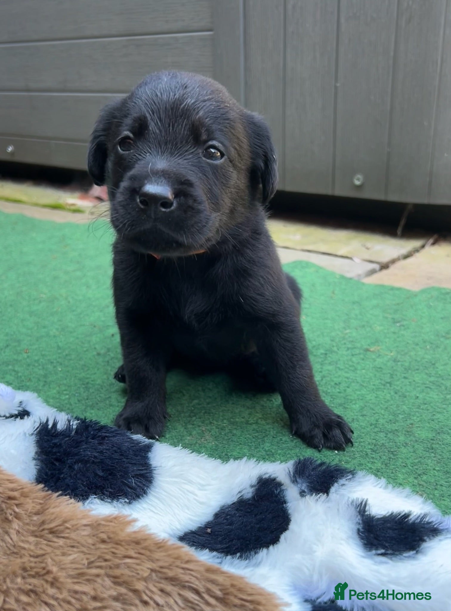 Labrador Retriever dogs 1 left KC registered Labradors available soon - Advert 1