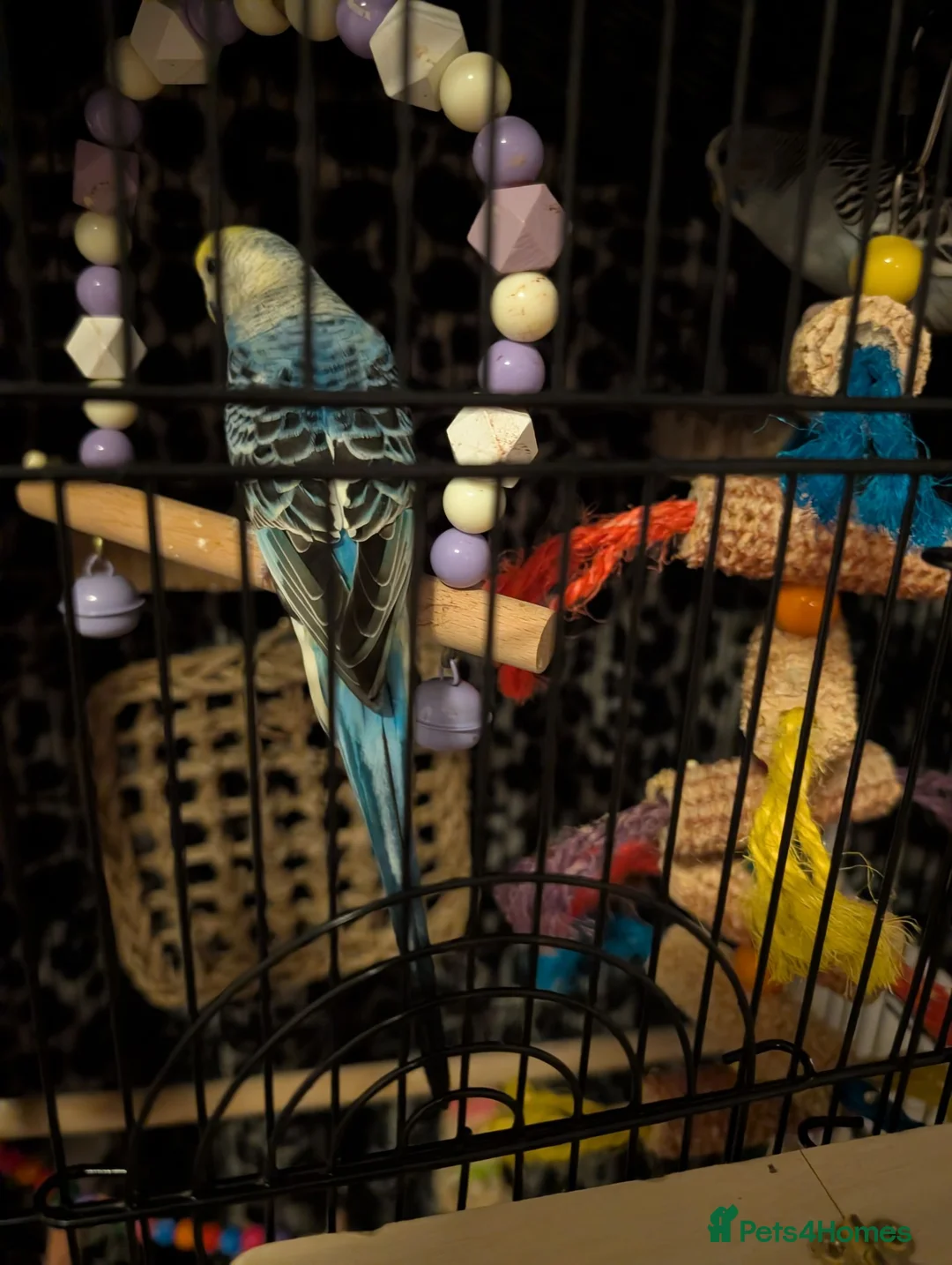 Budgerigars birds for sale: Budgies less than a year old  - Advert 2