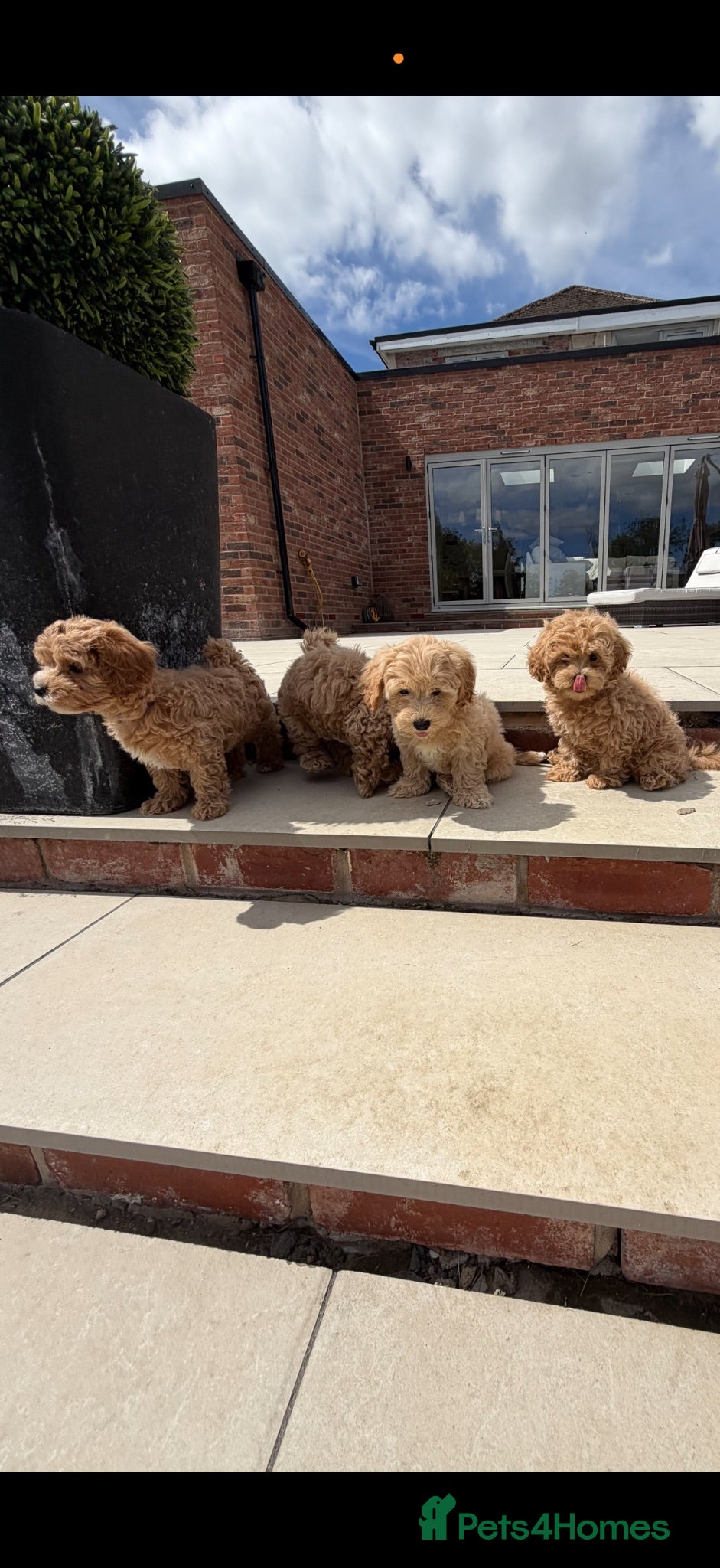 Maltipoo dogs Adorable Health tested F1 Maltipoo puppies - Advert 14