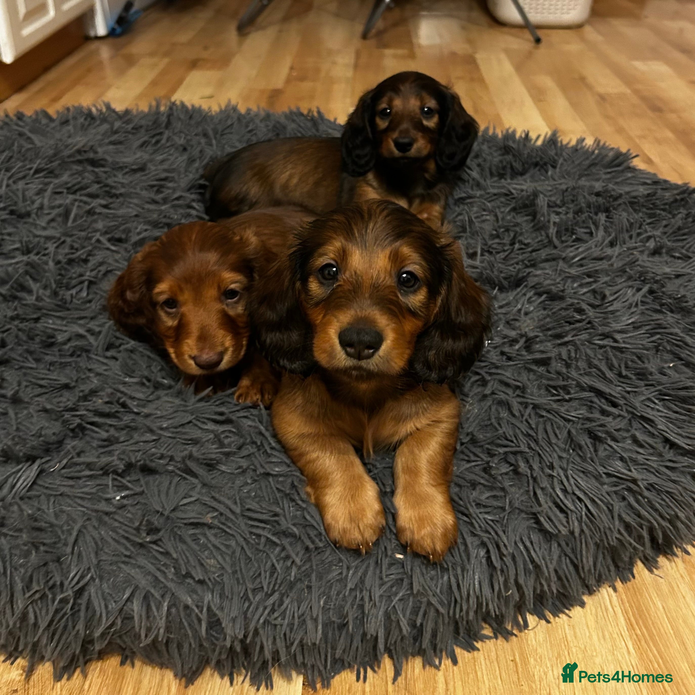 Dachshund dogs KC Registered Standard Long Hair Dachshund Puppies - Advert 8