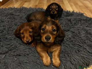 Dachshund dogs KC Registered Standard Long Hair Dachshund Puppies - Advert 6