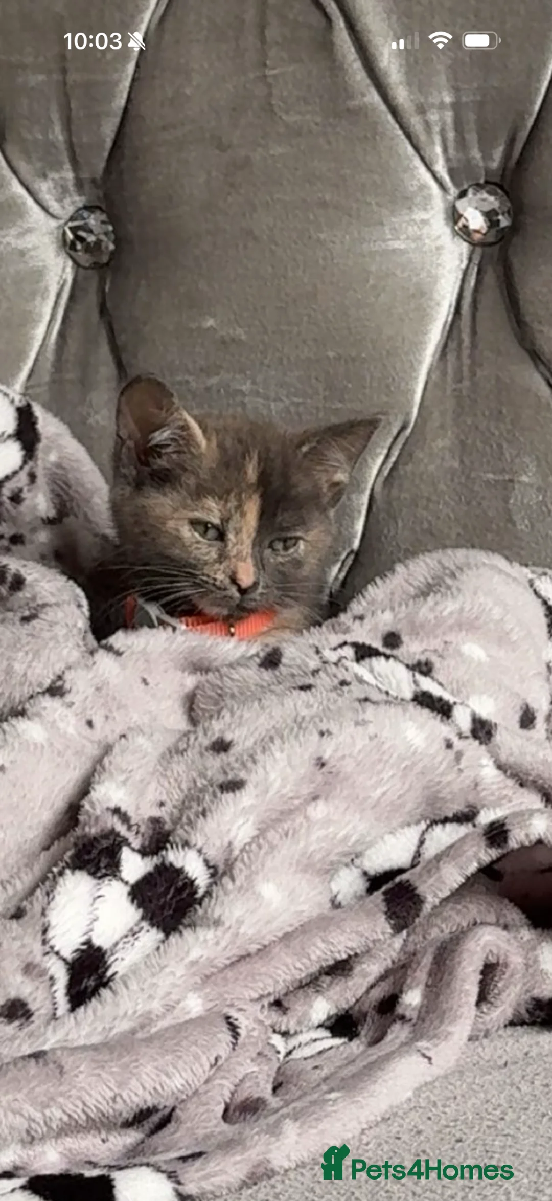 Mixed Breed cats for sale: Beautiful little girl  in Penarth - Advert 2