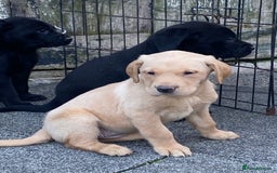Labrador Retriever dogs for sale: TOP BRED LABRADOR PUPS - Image 5