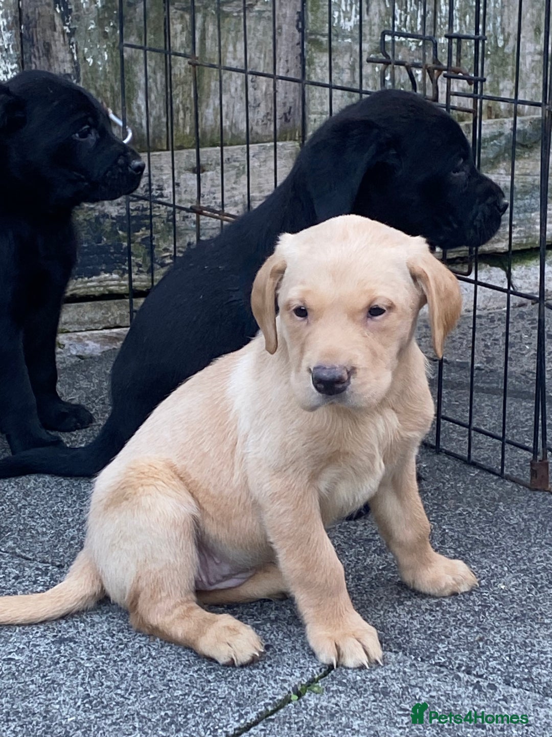 Labrador Retriever dogs for sale: TOP BRED LABRADOR PUPS - Image 5