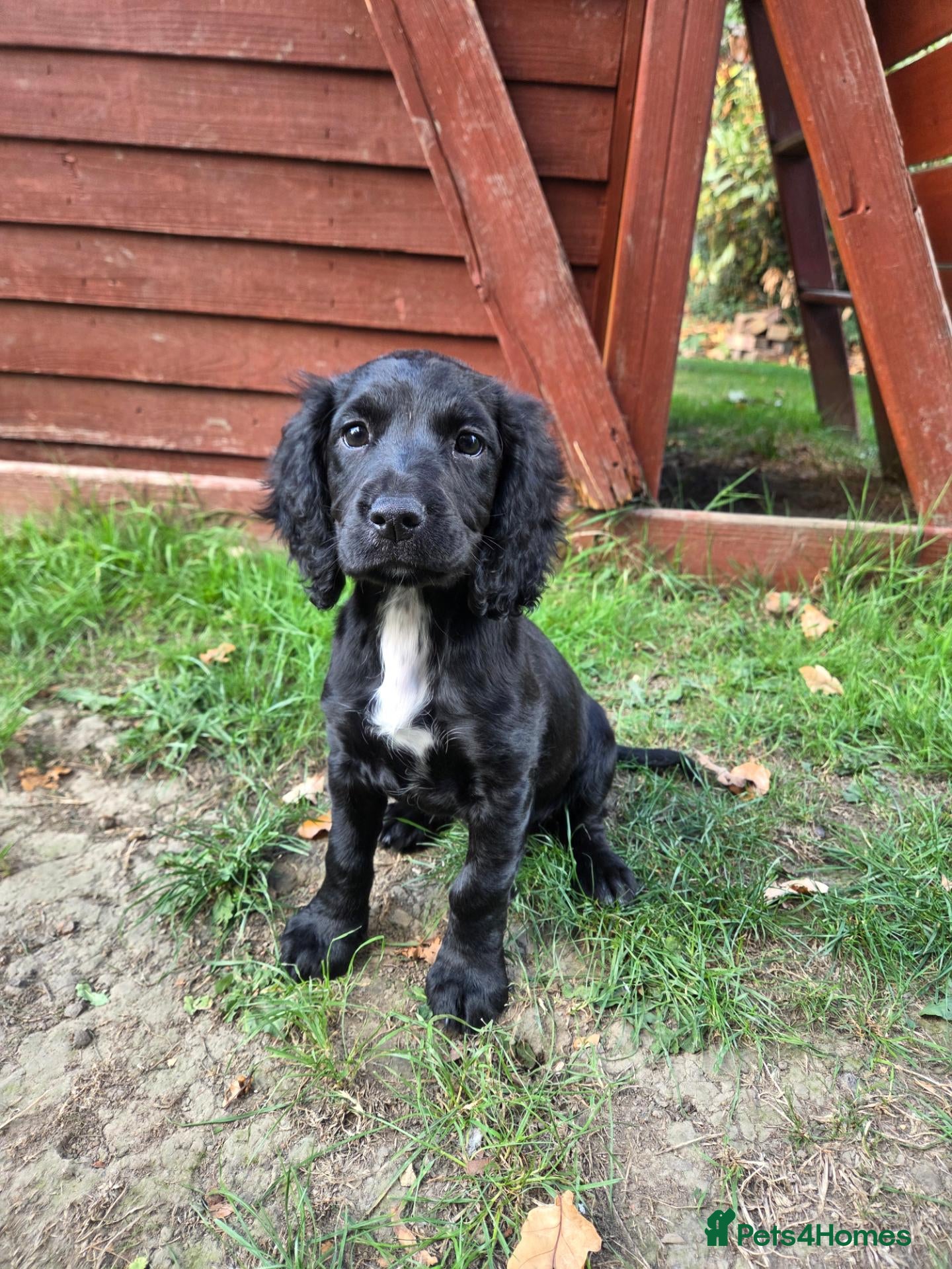 Cocker Spaniel dogs Working cocker spaniel puppies (1 girl left) - Advert 1