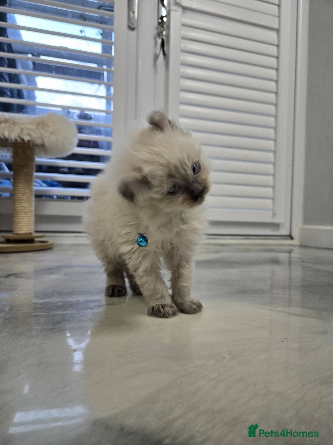 American Curl cats for sale: RARE, Unique, Affectionate American Curl Kittens!  - Advert 34