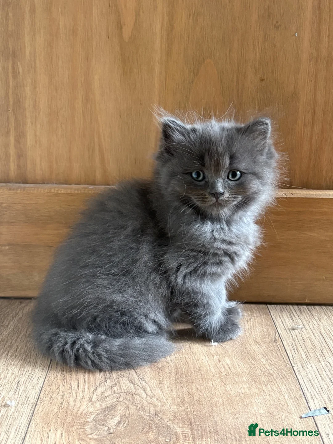 Ragdoll cats for sale: Ragdoll Mix kittens  - Advert 9