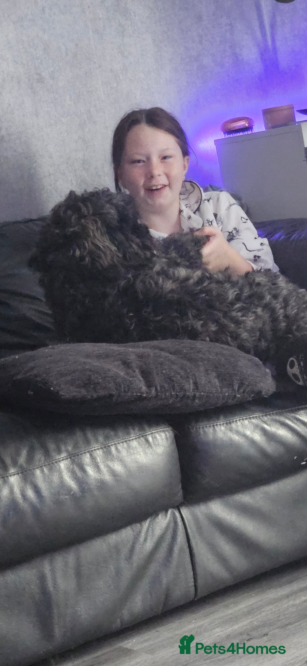 Mixed Breed dogs for sale: Male yorkipoo  - Advert 5