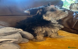 Morkie dogs for sale: Teacup Teddybear babies  - Image 4