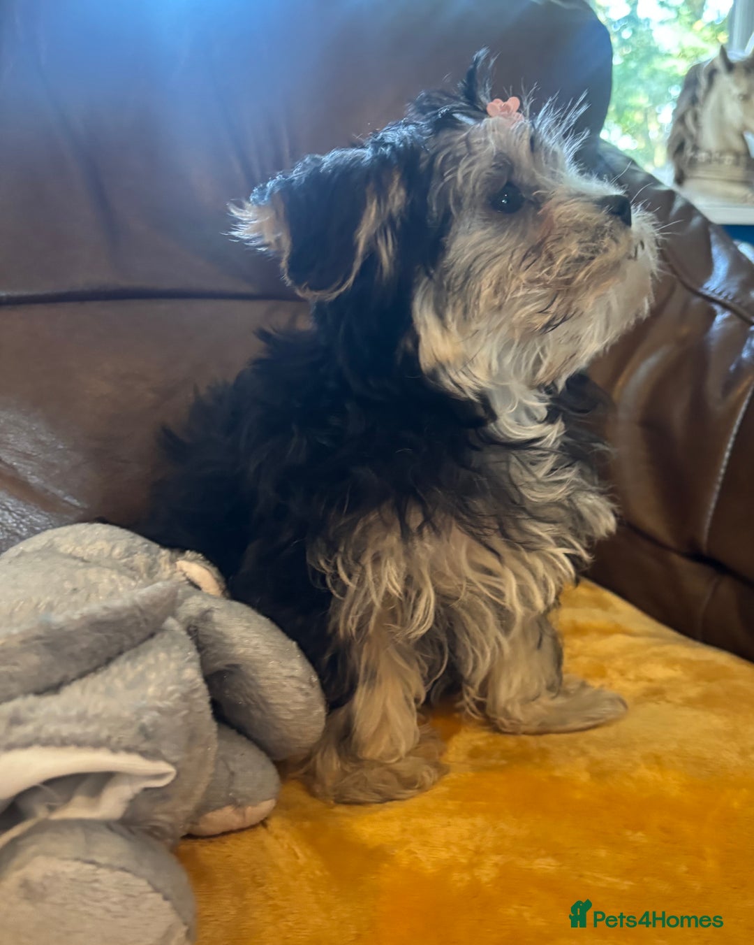Morkie dogs for sale: Teacup Teddybear babies  - Image 4