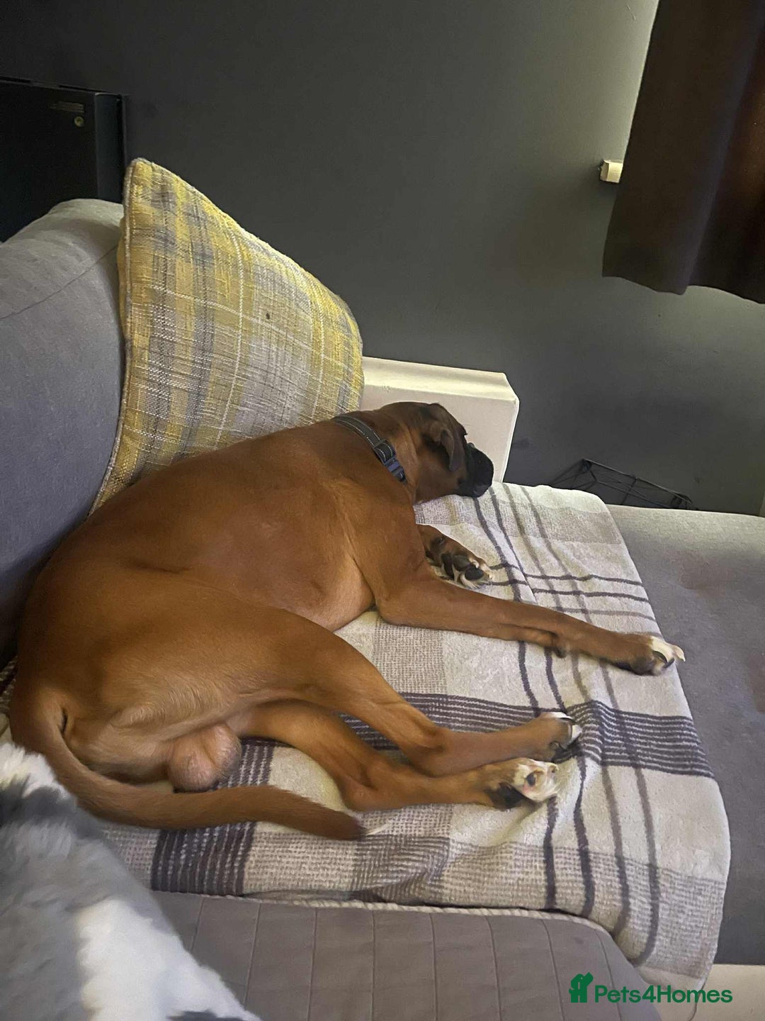 Boxer dogs for sale: Male boxer  - Image 3