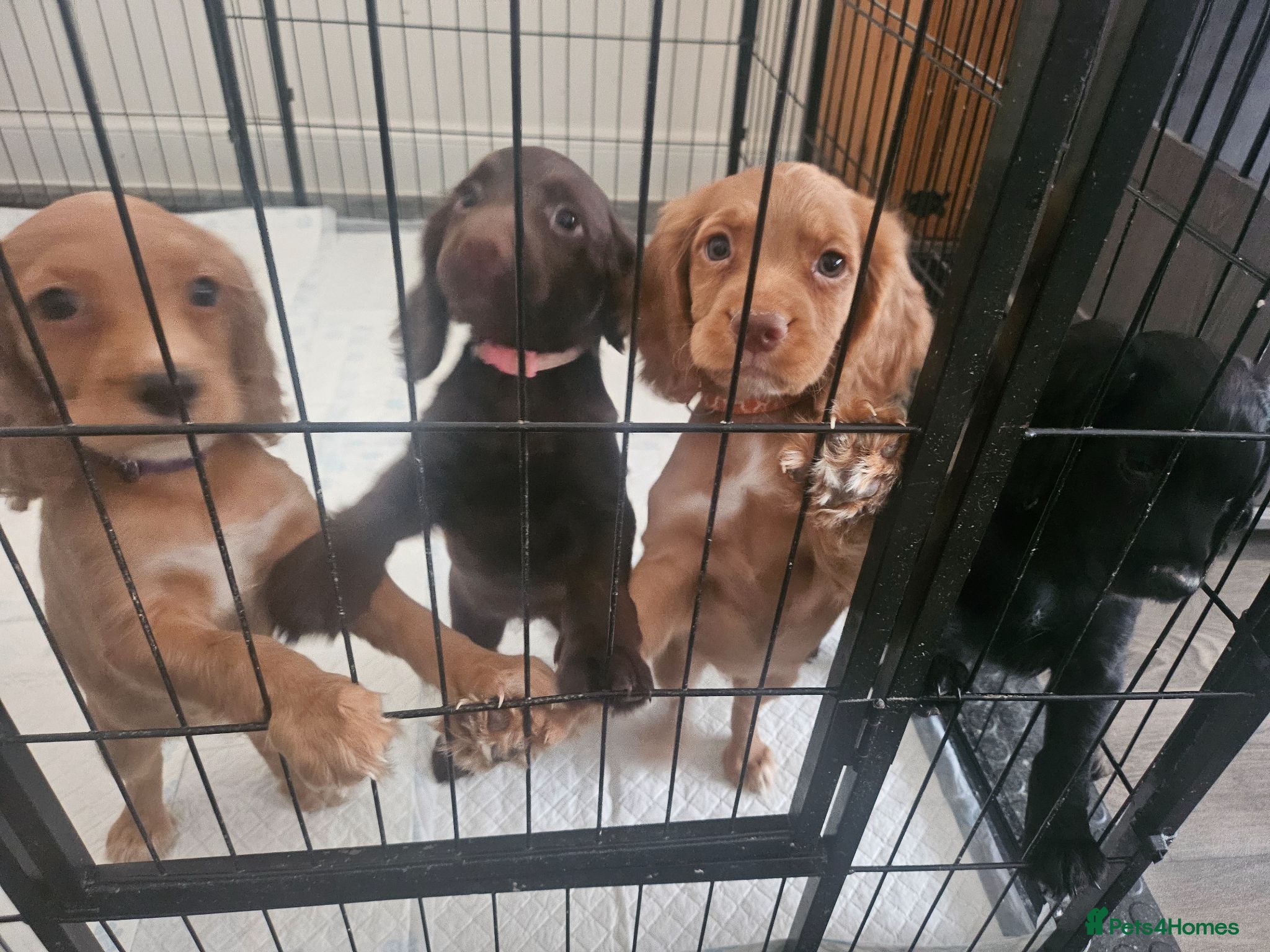 Cocker Spaniel dogs Working Cocker spaniel pups - Advert 2