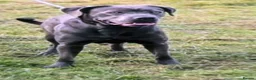 Cane Corso dogs for sale: Cane Corso puppies - Advert 5