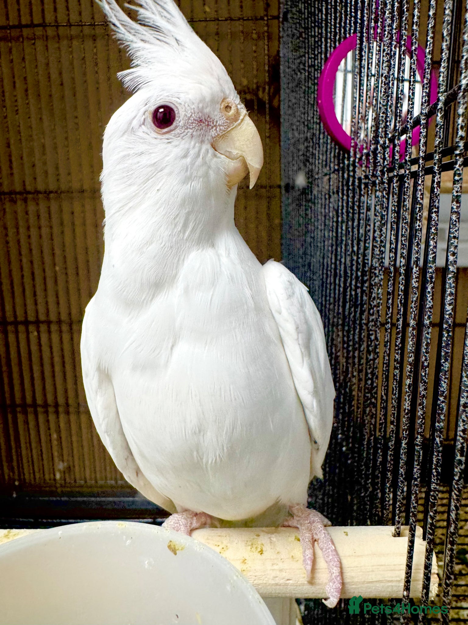 Cockatiels birds Cockatiels male and females  - Advert 3