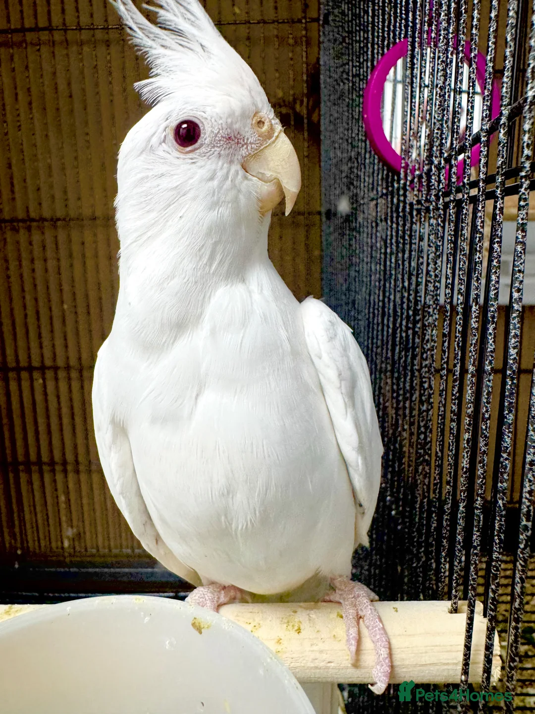 Cockatiels birds for sale: Cockatiels male and females  - Advert 1