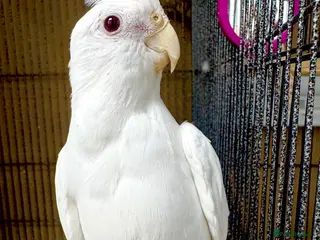 Cockatiels birds Cockatiels male and females - Advert 4