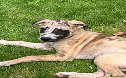 Whippet dogs for sale: 99% whippets (Merle) - Image 12