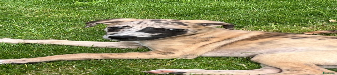 Whippet Puppy 2