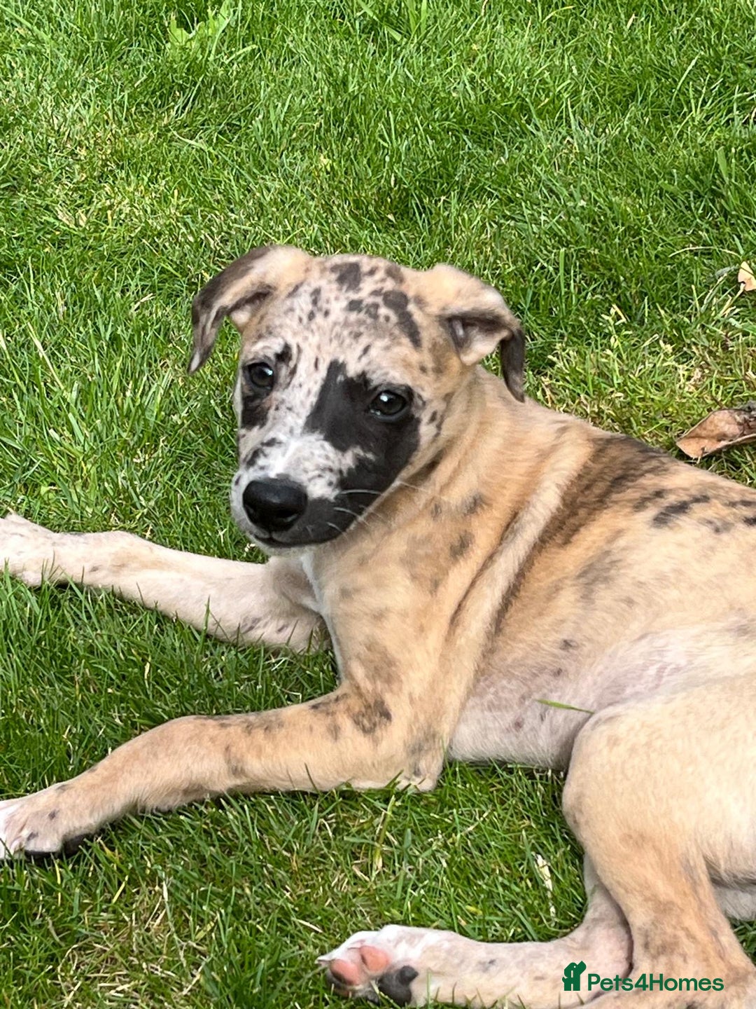 Whippet dogs for sale: 99% whippets (Merle) - Image 12