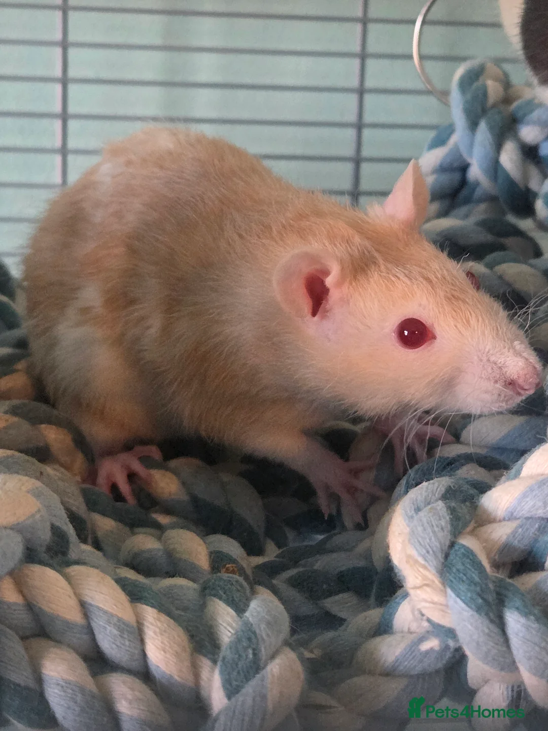 Rat rodents for sale: Two female rats and fully equiped cage  in Kirkcaldy - Advert 1