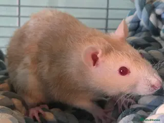 Rat rodents Two female rats and fully equiped cage in Kirkcaldy - Advert 2