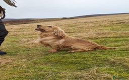 Cocker Spaniel dogs for stud: Shug - Fully Health Tested Gold WCS Stud - Image 3