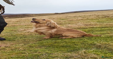 Cocker Spaniel dogs - Advert 13