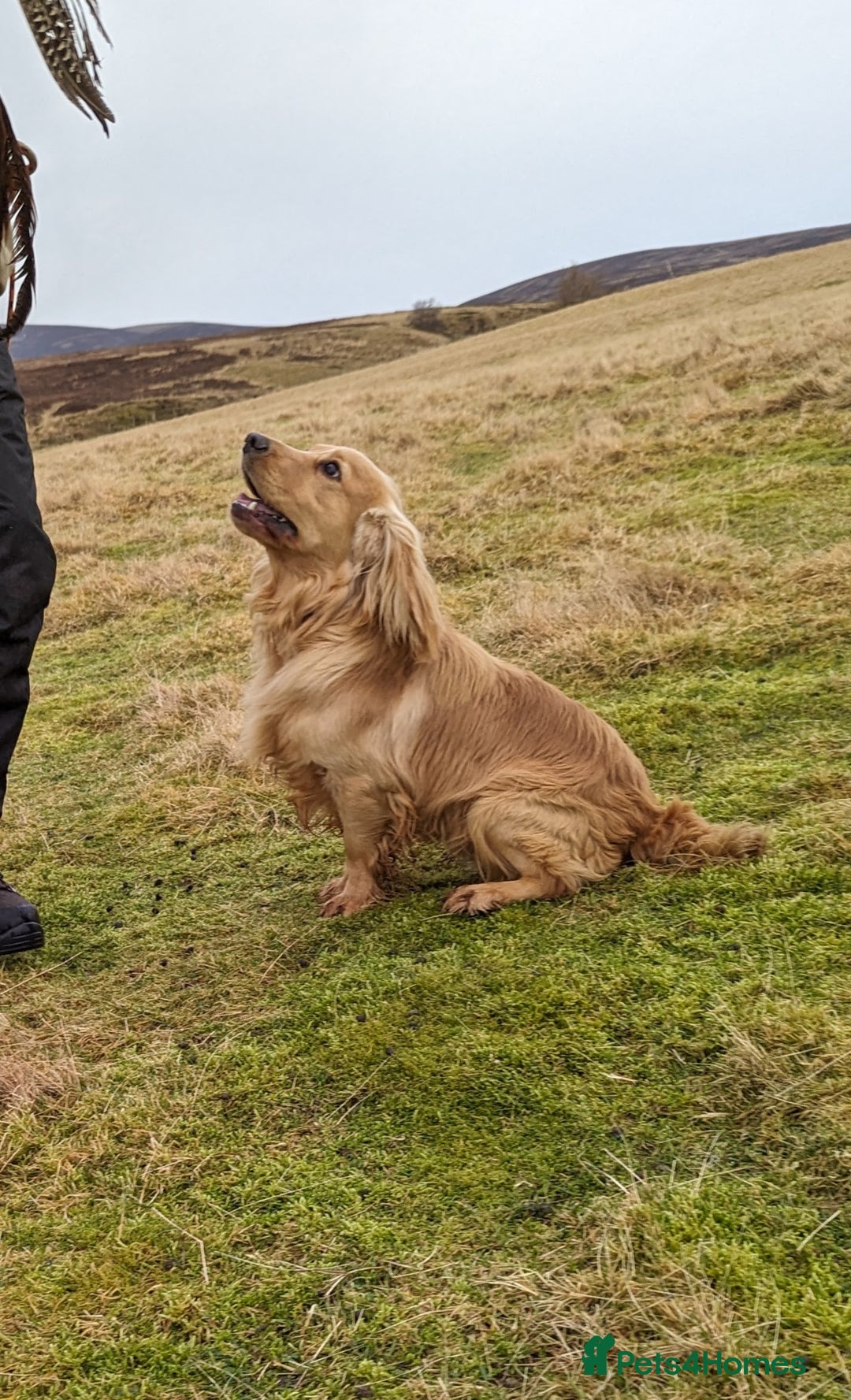 Cocker Spaniel dogs for stud: Shug - Fully Health Tested Gold WCS Stud - Image 3