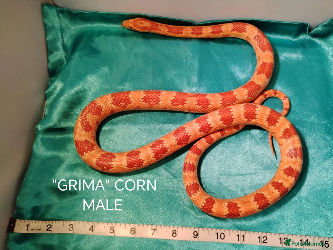 Corn Snake reptiles for sale: MALE Corn snakes £70 each in Blackpool - Advert 2